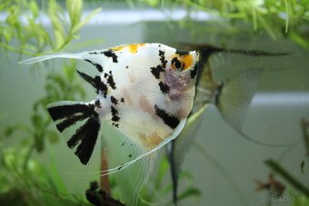 Digitálna zkradlovka Canon eon 1100D + EF-S 18-55mm DC III - 11