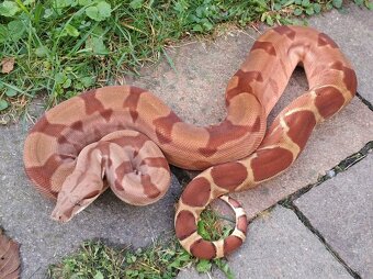 Boa imperator - Purple Sharp Sunglow Aztec, Sharp Sunglow - 11