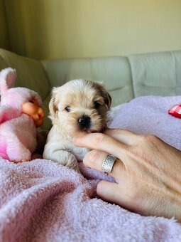 Golddust Yorkshire Terrier, Yorskshire s PP, Jork - 11