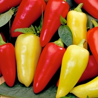 Paprika-kvapková závlaha - 11