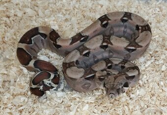 Boa imperator - VPI T+ Albino het Blood, Normal DH VPI Blood - 11