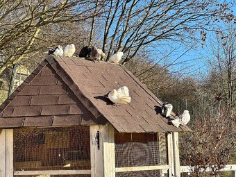 Okrasné holuby - 11