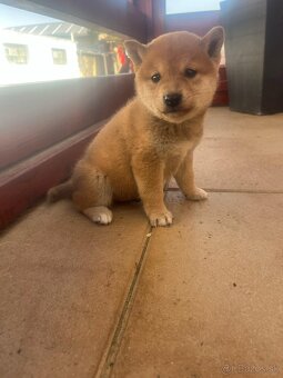 Shiba inu - 11