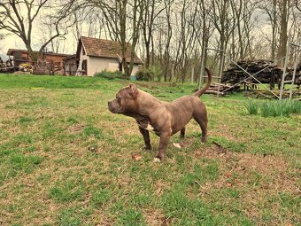 American Bully Pocket - 11