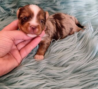 Yorkshire terrier - 11