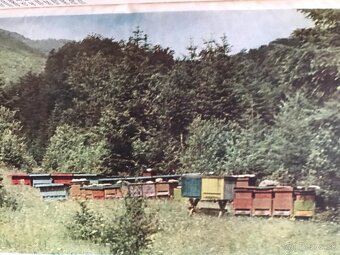 Koloman Novacký: Včelárstvo (1955) - 11