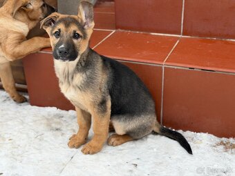 Predám Šteniatka - 11