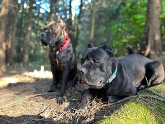 Predam steniatka cane corso - 11