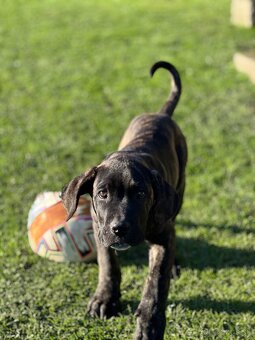 Cane Corso - psík - 11