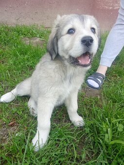 Čuvač a.kangal - 11