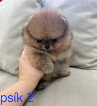 Pomeranian mini Boo - 11