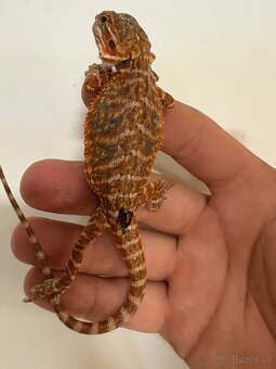 Red Agama bradatá - 11