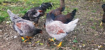 Rezervovane. Predám, vymenim indické Bojovnice - 11