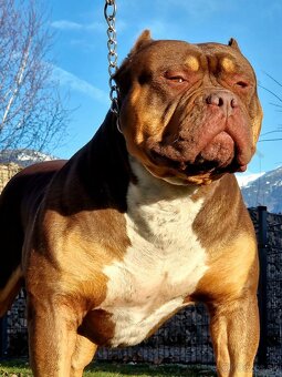 American bully - 11