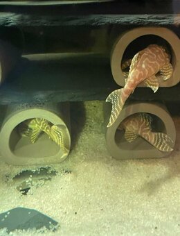 Pleco - 11