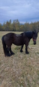 Predám ťažnú kobylu - 11