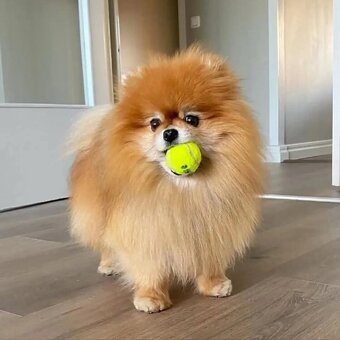 Pomeranian mini - 11