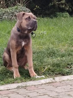 Cane corso šteniatka - 11