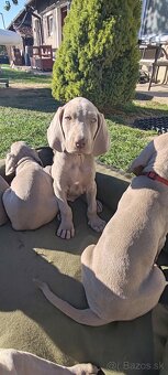 Weimarsky stavač - 11