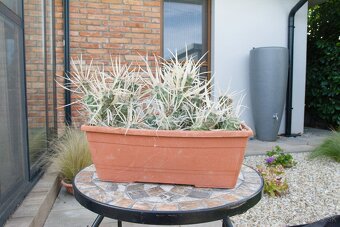 Predám kaktusy - 11