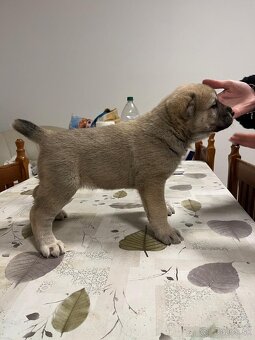 Stredoázijský ovčiak SAO - 11