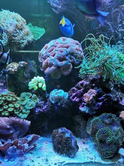 Morske akvarium - 11