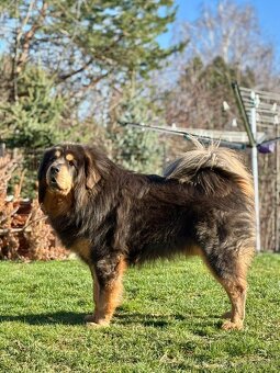 Tibetska doga šteniatka s PP - 11