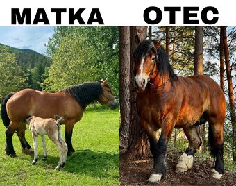 Ťažná/chladnokrvná kobyla - 11