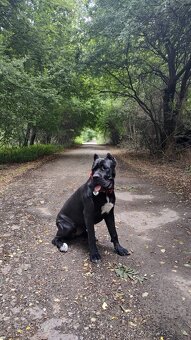Cane corso - 11