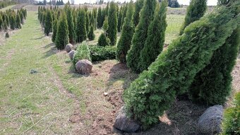 Tuja Smaragd, vavrínovec, červienka, gaštan - Ružomberok - 11