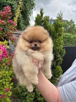 Pomeranian FCI - 11