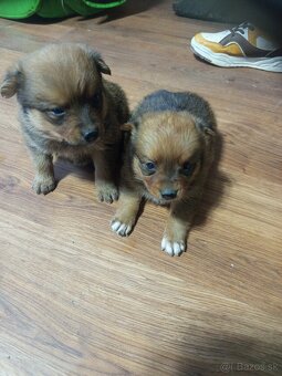 Predám 3 psoch - 11