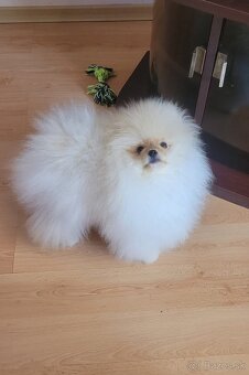 Pomeranian mini - 11