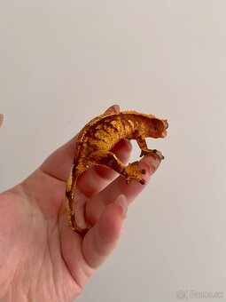 Pagekón riasnaty - samice aj samce - 11