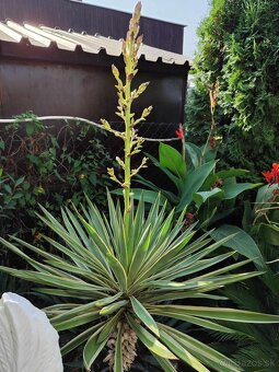 Palmy, cykasy,olivovníky - 11