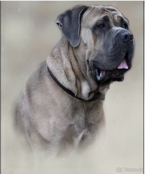 Cane Corso s PP - 11