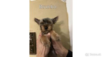 Baricsfarma ponúka na predaj yorkshirských teriérov - 11