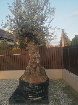 Olivovník bonsai - 11