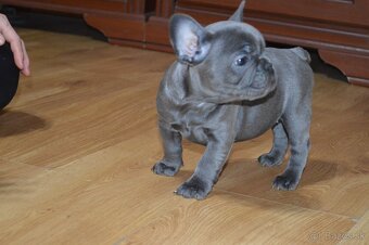 francuzsky buldocek - 11
