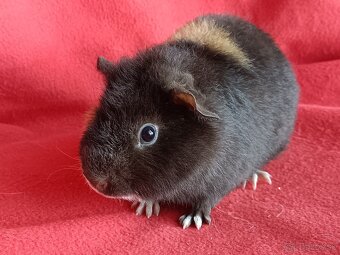 Cistokrvne morčatá - 11