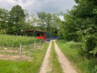 Neobrábaný vinohrad Svätý Jur, smerom na Bratislavu, lokalit - 11
