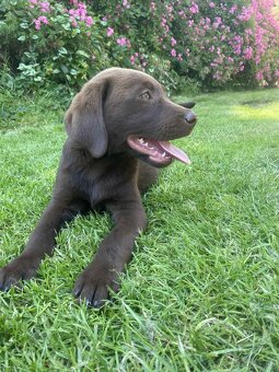 hnědé šteniatka labrador a – pripravené na odber - 11