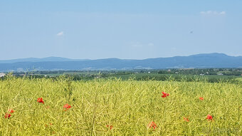 Predám dva vinohradnícke domy s pozemkami medzi vinohradmi p - 11