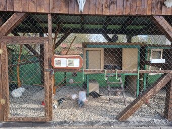 Voliéra ,klietka - 11