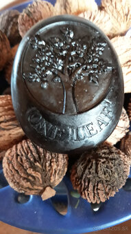 Orech čierny - sadenice. Orech čierny - Kotora - 11