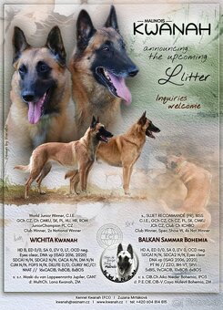 Belgický ovčiak - Malinois s PP, iba sučky - 11