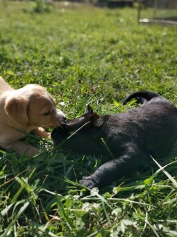 Šteniatka labradora x zlatého retrívra hľadajú domov - 11