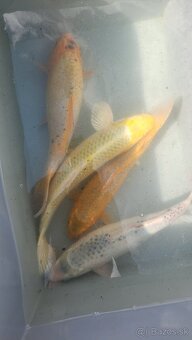 Predám Japonské butterfly koi kapre aj normálne - 11
