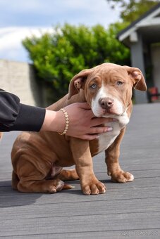 Šteniatka American Bully XL s pp na predaj - 11