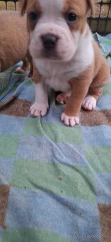 American Bully - 11